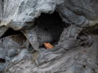 Roter Lavastein in Aushöhlung der erstarrter Wand aus dunkler Lava - Faial